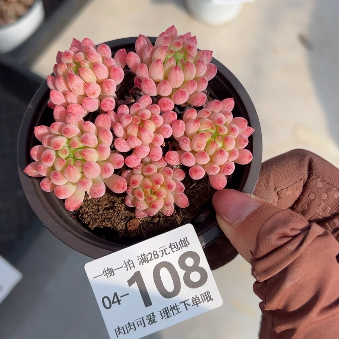 I****?蛋黄奶多肉多肉多肉多肉多肉