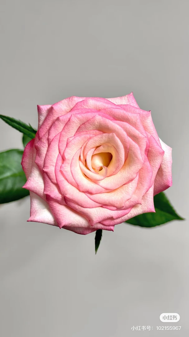 【好物鲜花丽莎稀有单头玫瑰两单包邮一单不售后