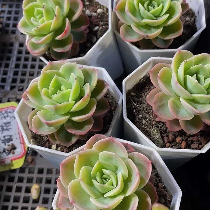 八角盆哈密瓜2.8带盆