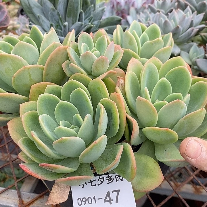 记得拍冷链柠檬茶47