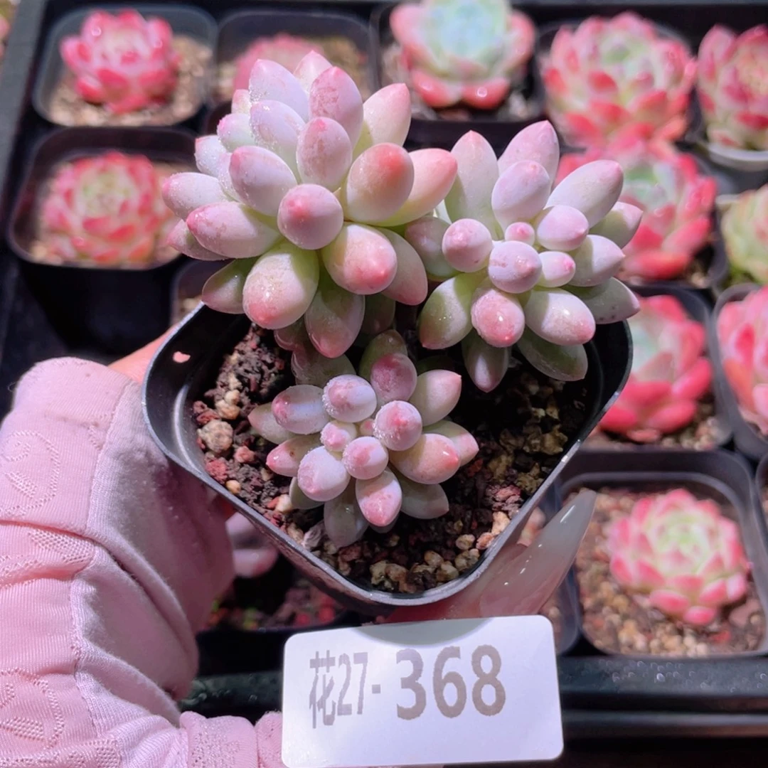 花利美27-368婴儿手指