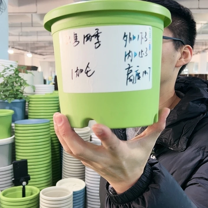 特价2号四季口17高14果绿色10个无托