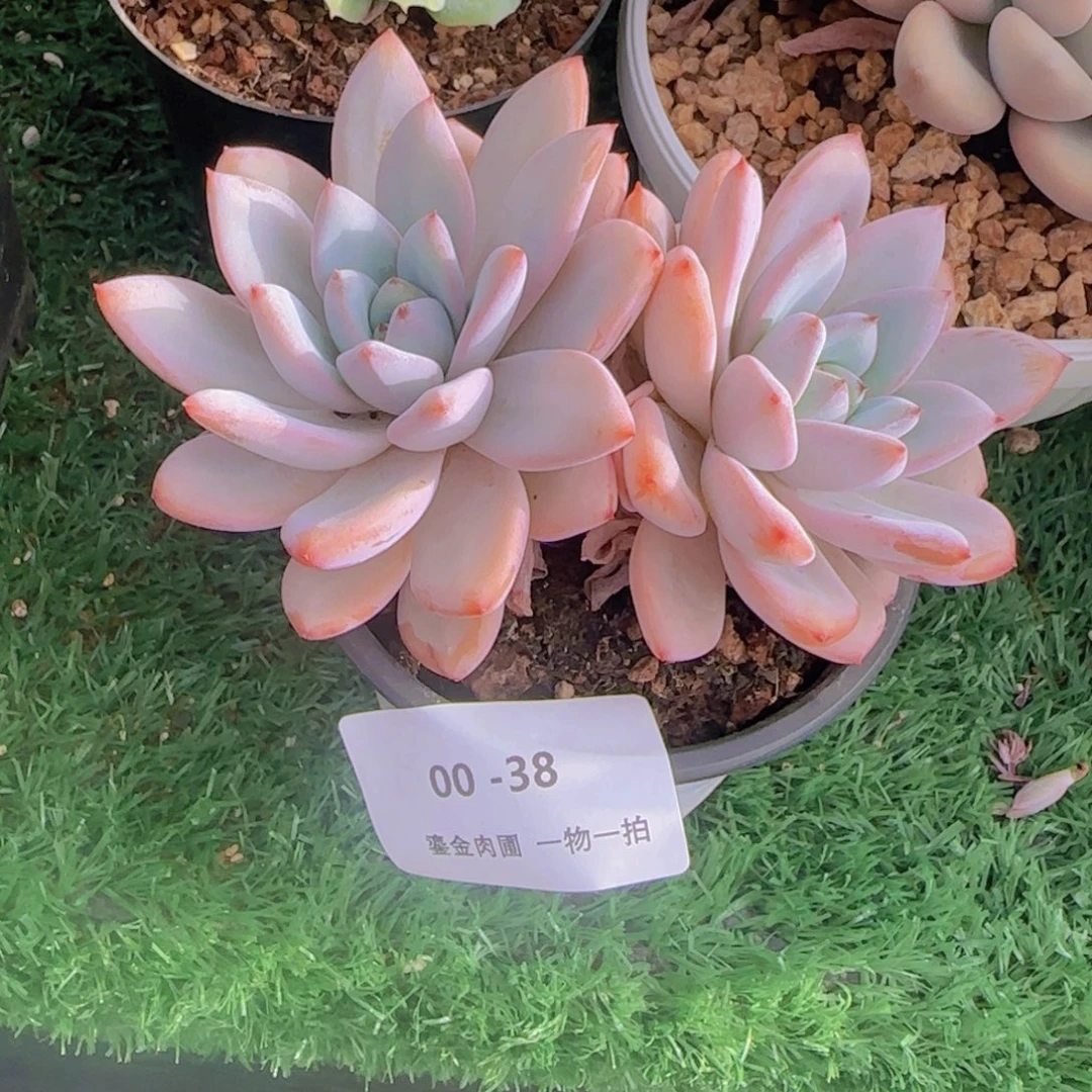 双***阁00-38星星雪双头