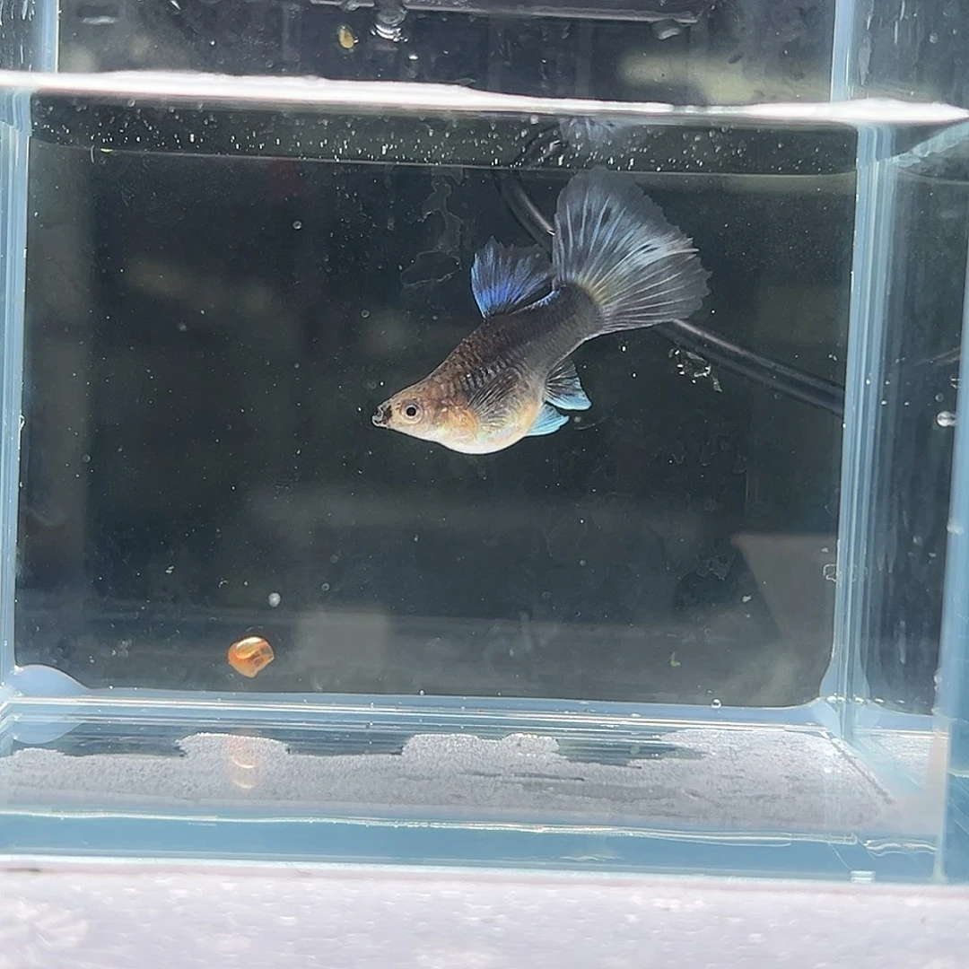 孔雀鱼球体礼服孔雀鱼的