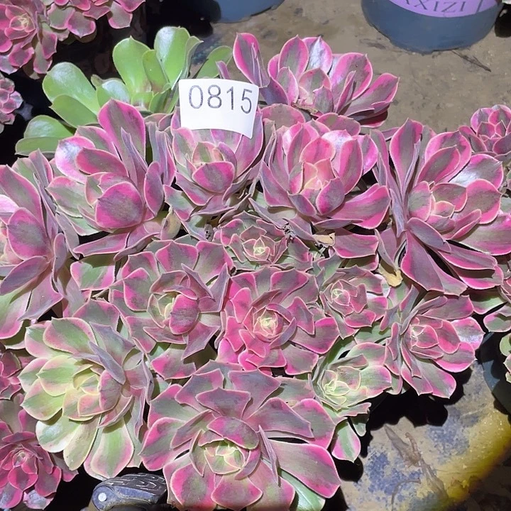 多肉植物断枝不包815女妖