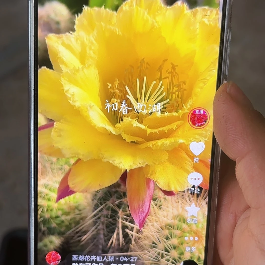 毛花柱初春 无根侧牙20包邮