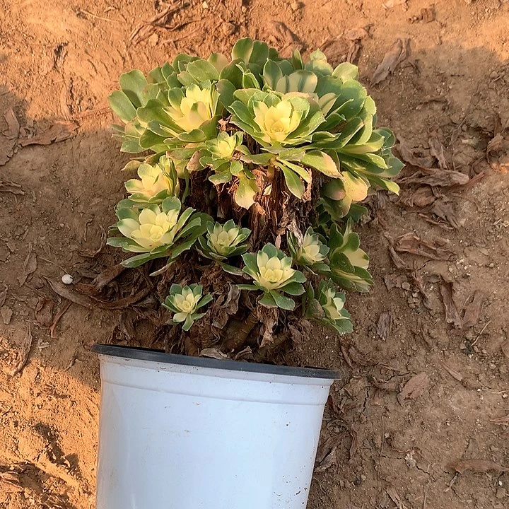 用****3多肉植物心尼亚有砍2