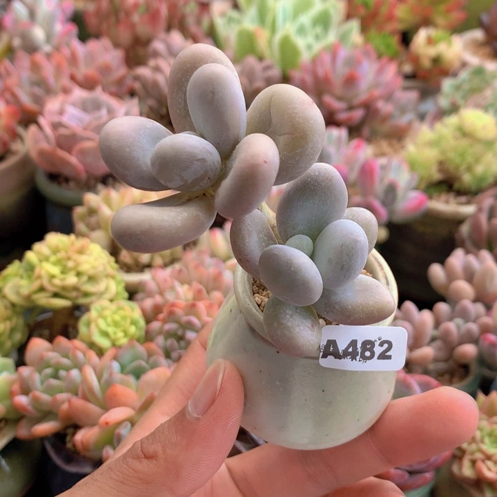 一物一拍含盆土满38包邮A482