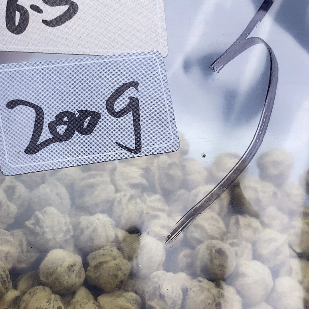 月***满手串柏香籽/百香籽