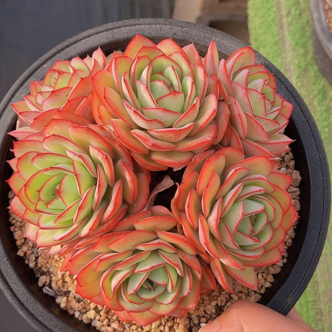 极品牡丹亭老桩多肉