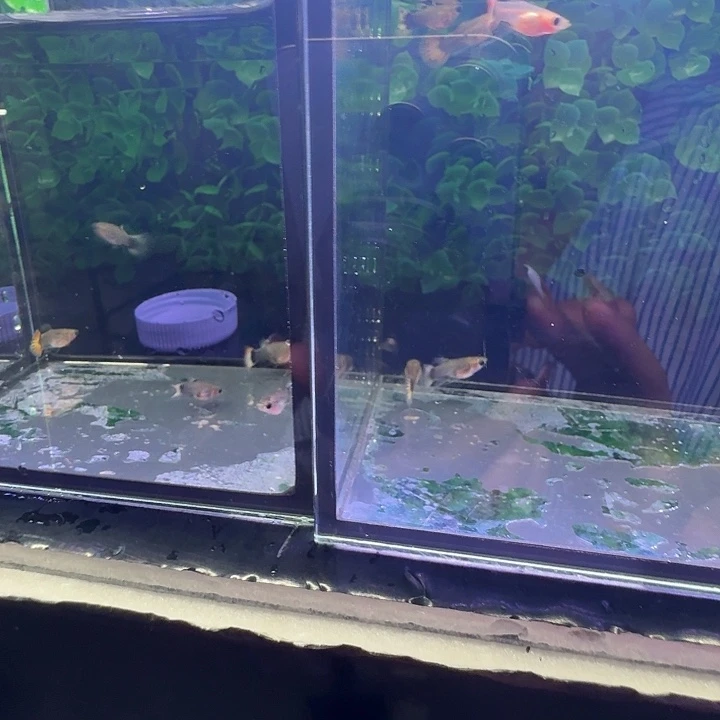 小****孔雀鱼小蜜蜂5➕火凤凰6