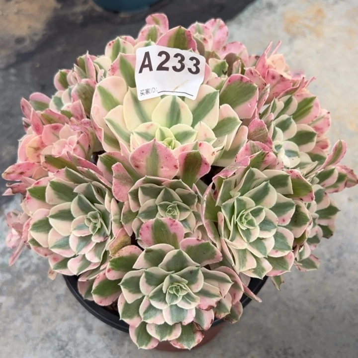 233布加迪20厘米左右