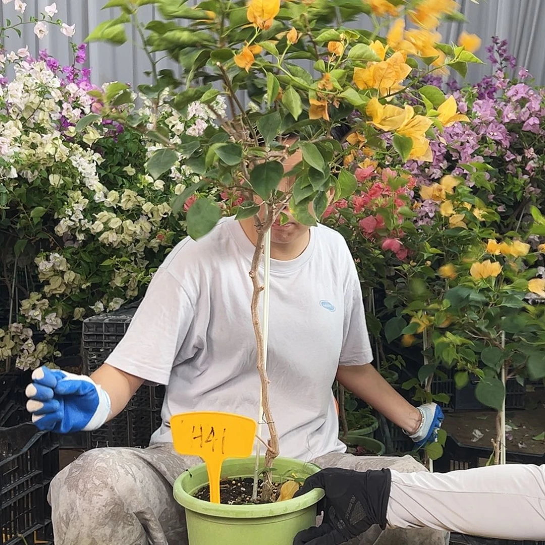 香***香大部分花苞少量开放H41金色光辉