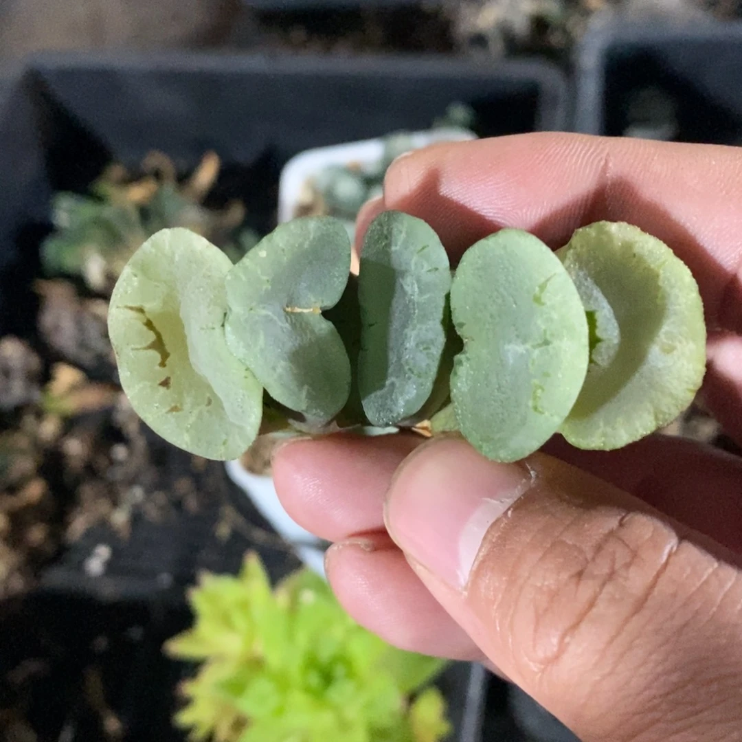 一颗大蓝镜玉扇。