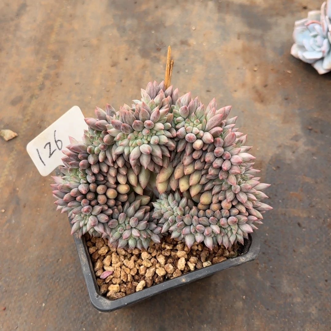 红蜻蜓缀   126号   默认有切