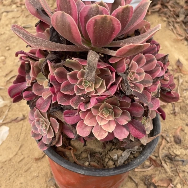 无花朵082多肉美杜莎