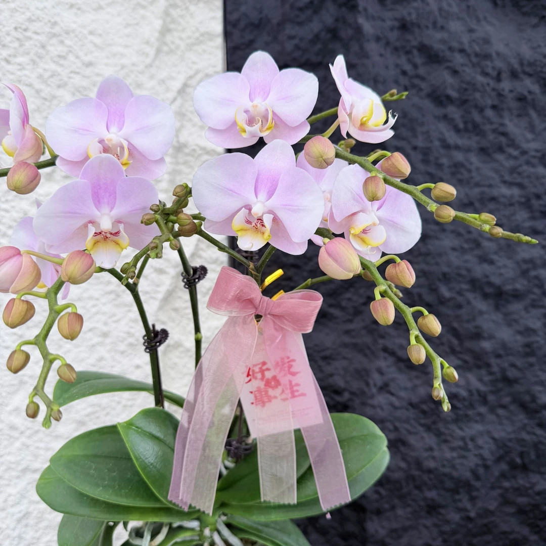 Petal8优选【天使】-蝴蝶兰花 花盆摆设客厅摆设种植基地发货