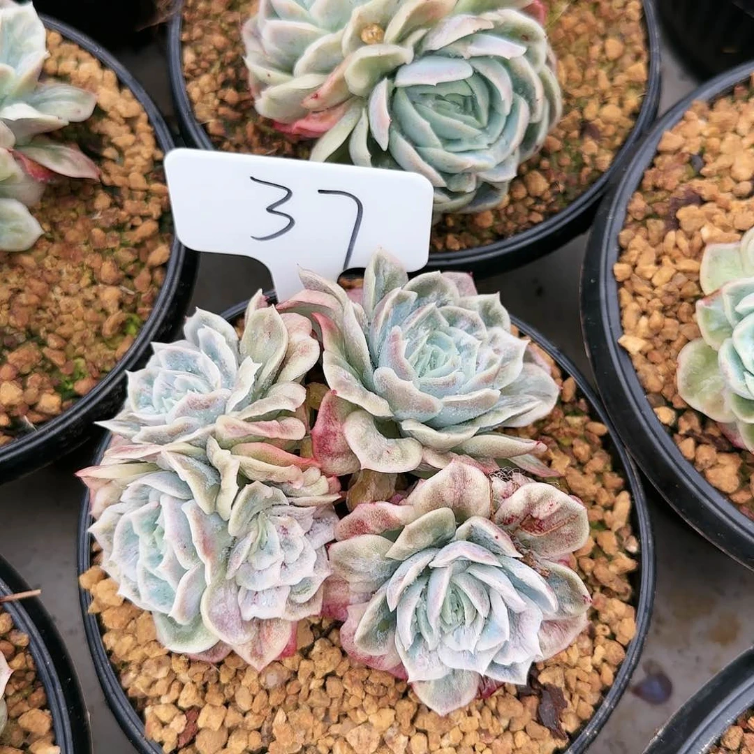 奋***人37号        175    肉