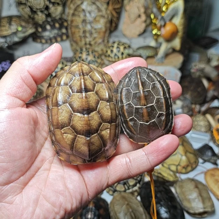 呆***呆两个龟甲手把件，，，，