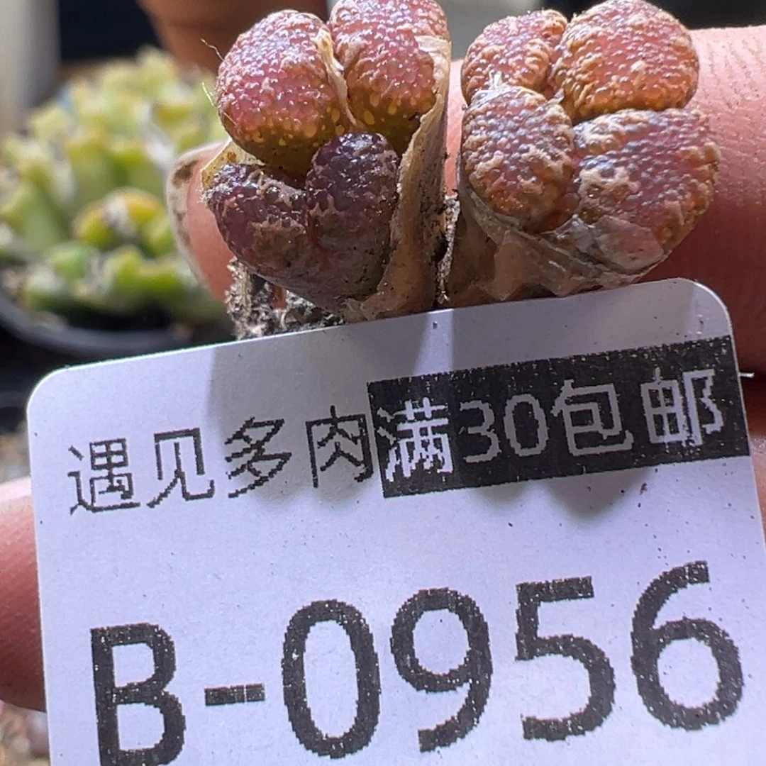 多肉植物11111111111111