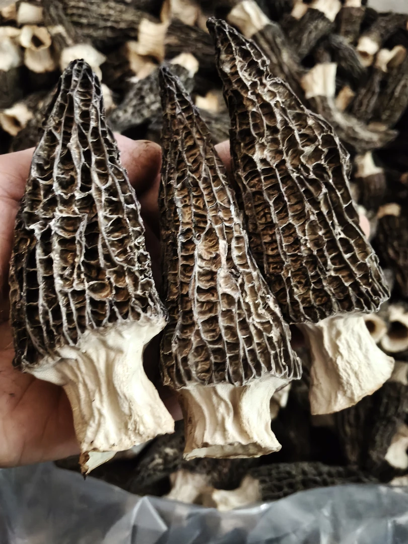 特级精品头茬六妹羊肚菌8–12公分，个大饱满，肉质厚，自家基地直销