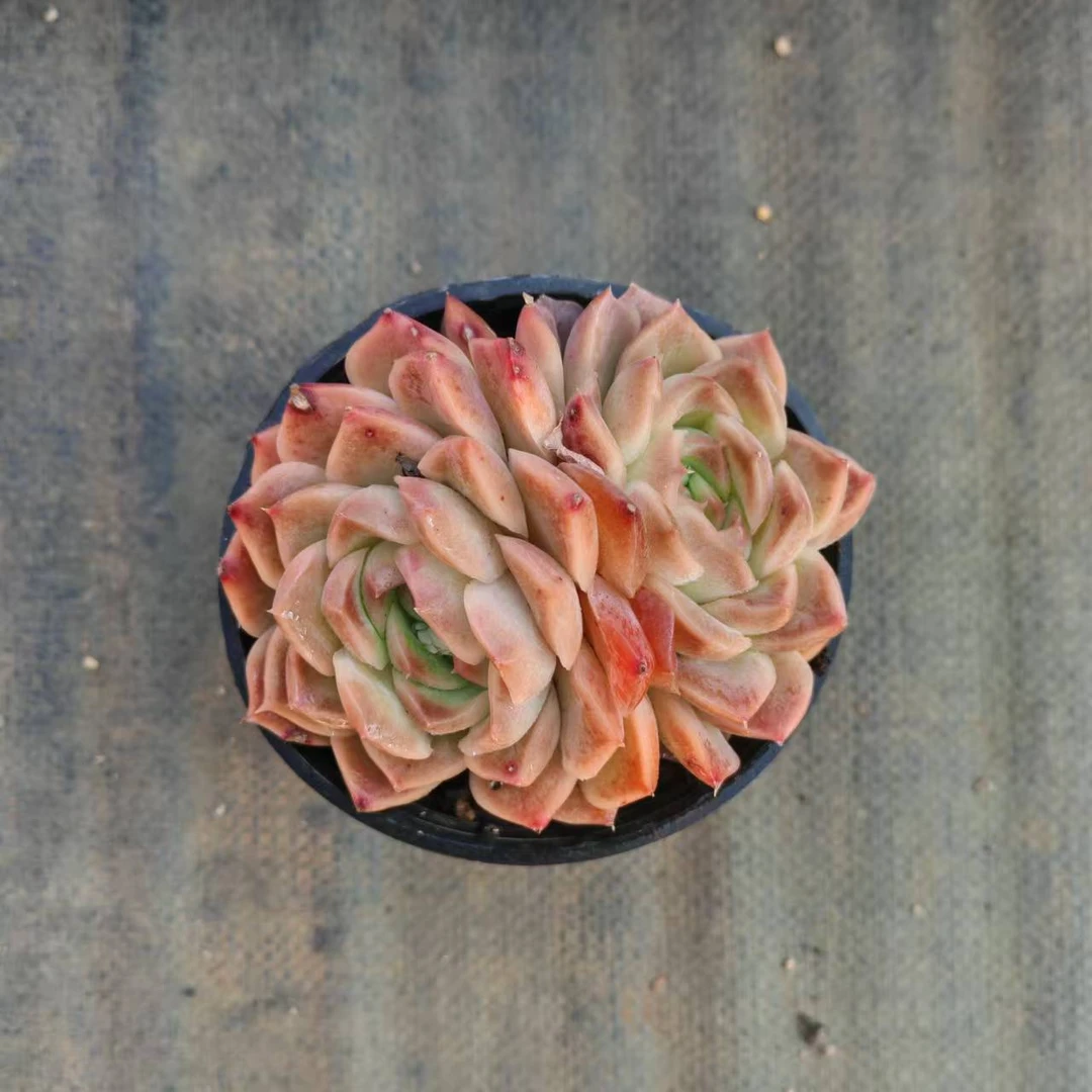 10#绯牡丹多肉植物  前男友精品多肉