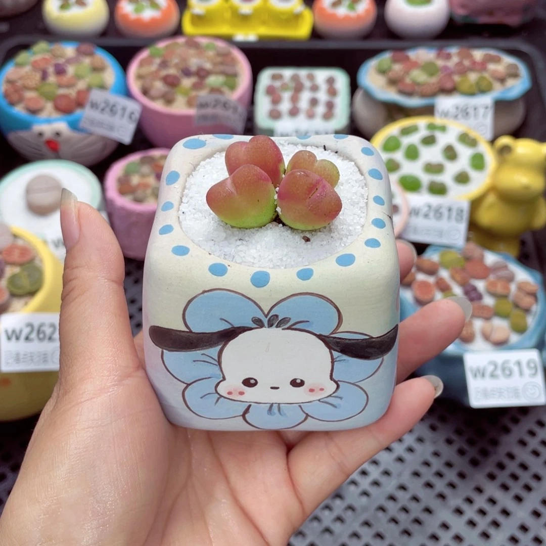 橙***、w2628 带盆土发货一物一拍