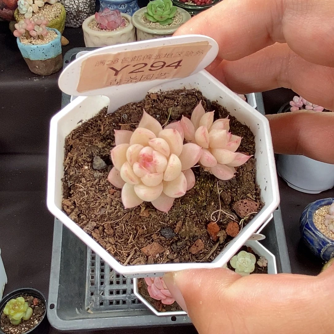 0294 女王不包整 4cm