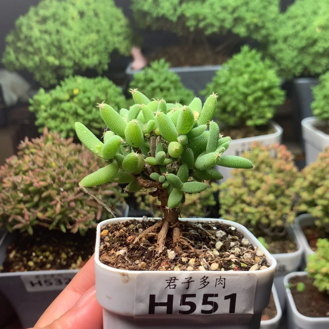 551玉米。