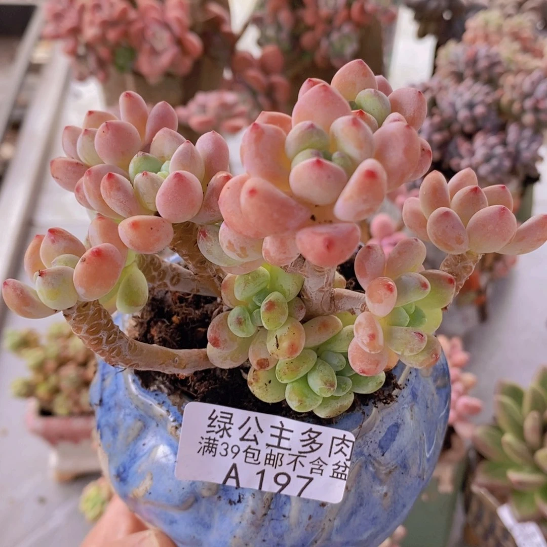 樱花罗琦老桩有砍10cm197多肉植物