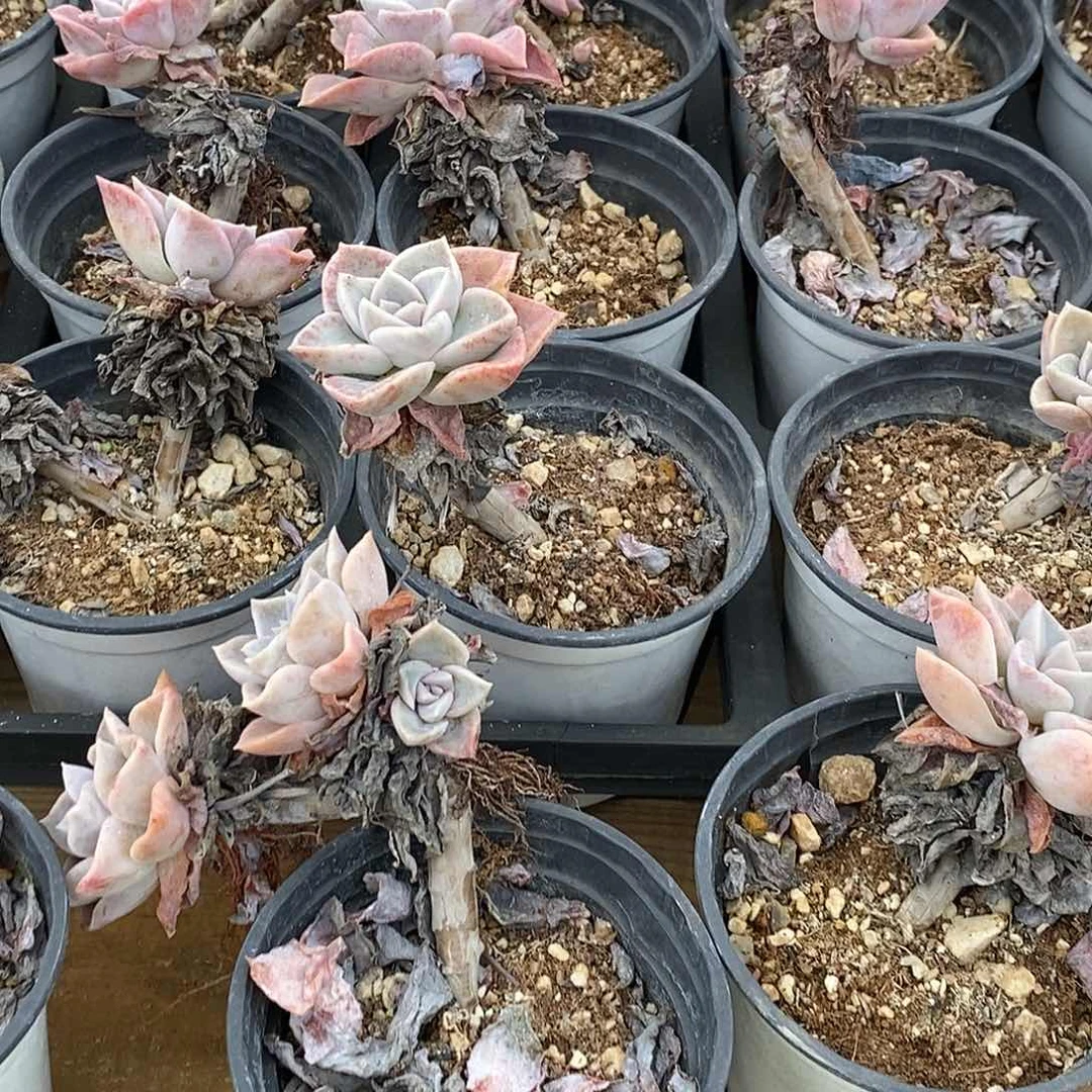 金汇园艺，86哈利沃森清货