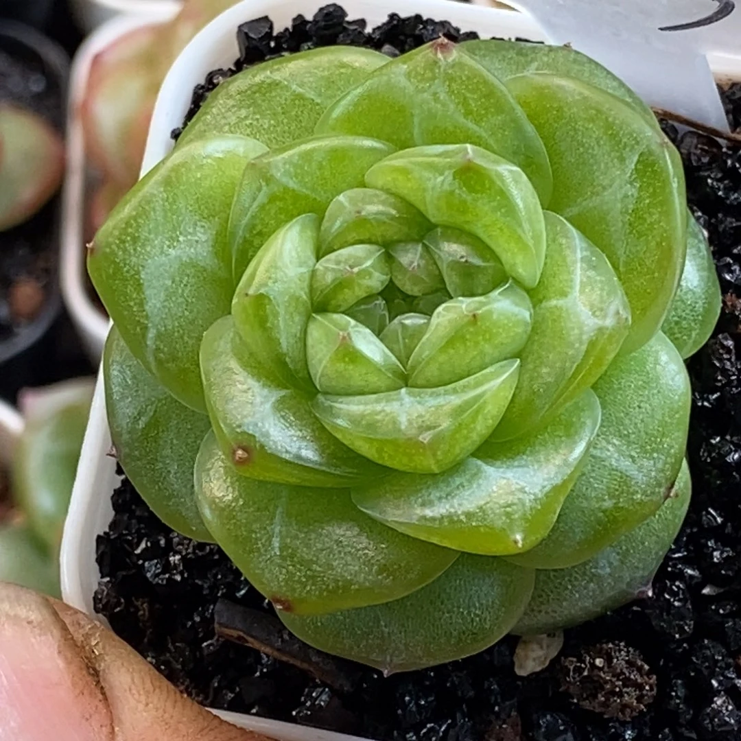 天官赐福百无禁忌