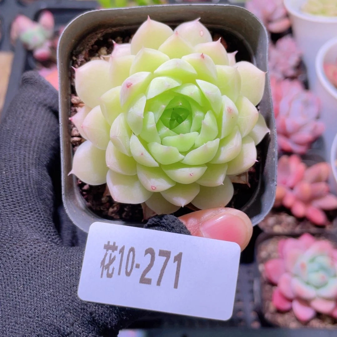 花利美10-271麦秆