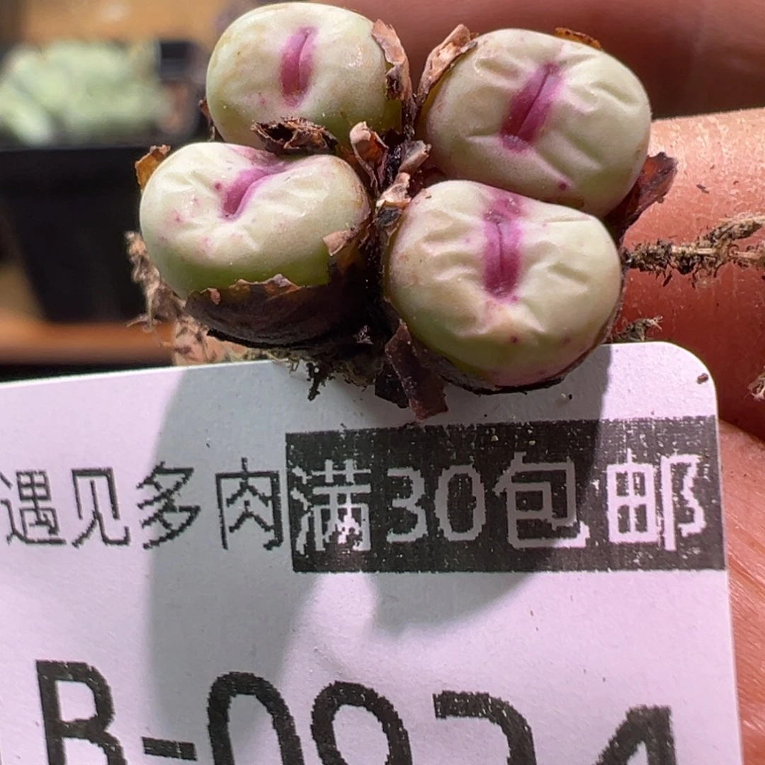 924 多肉植物111111111111