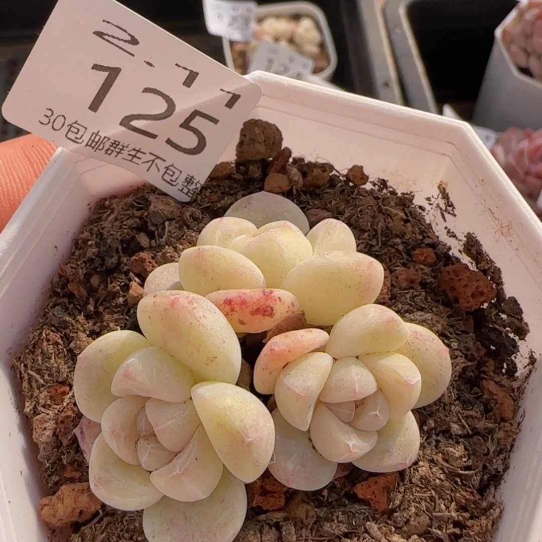 三头冰玉一颗脱土发货