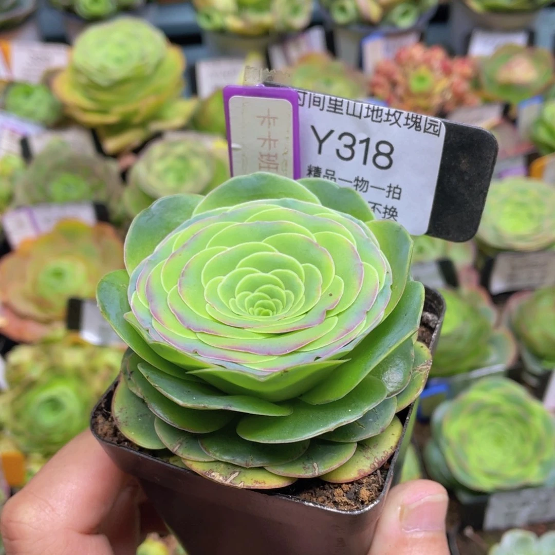 卡卡班克多肉福利318一物一拍