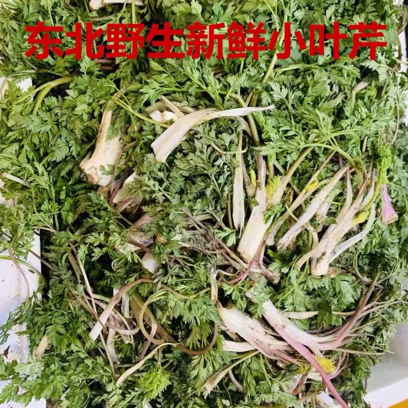 东北野生新鲜山野菜小叶芹包邮顺丰