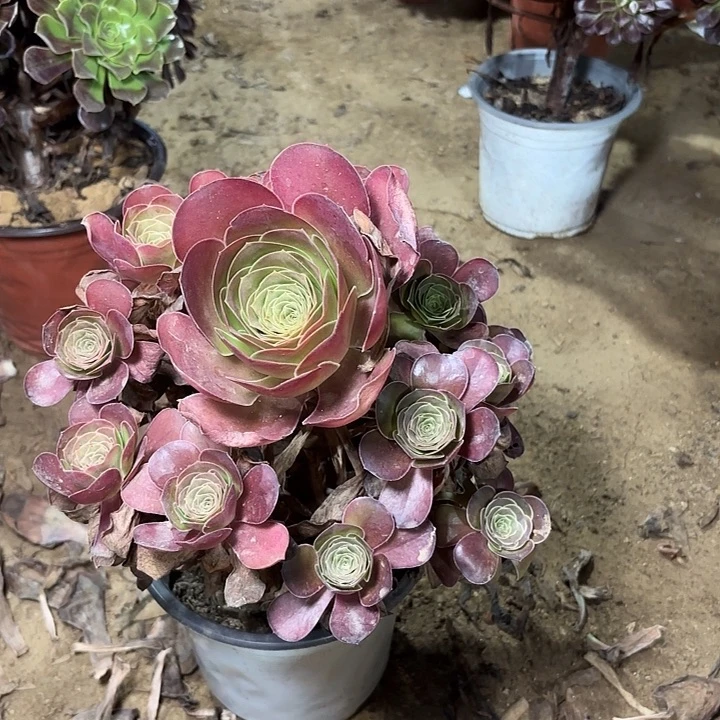 多肉植物法师魅金23