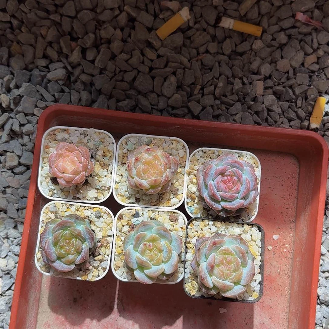 ?**?5706多肉糖心。 你好端午节快乐