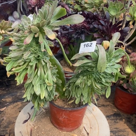 原始绿缀一物一拍