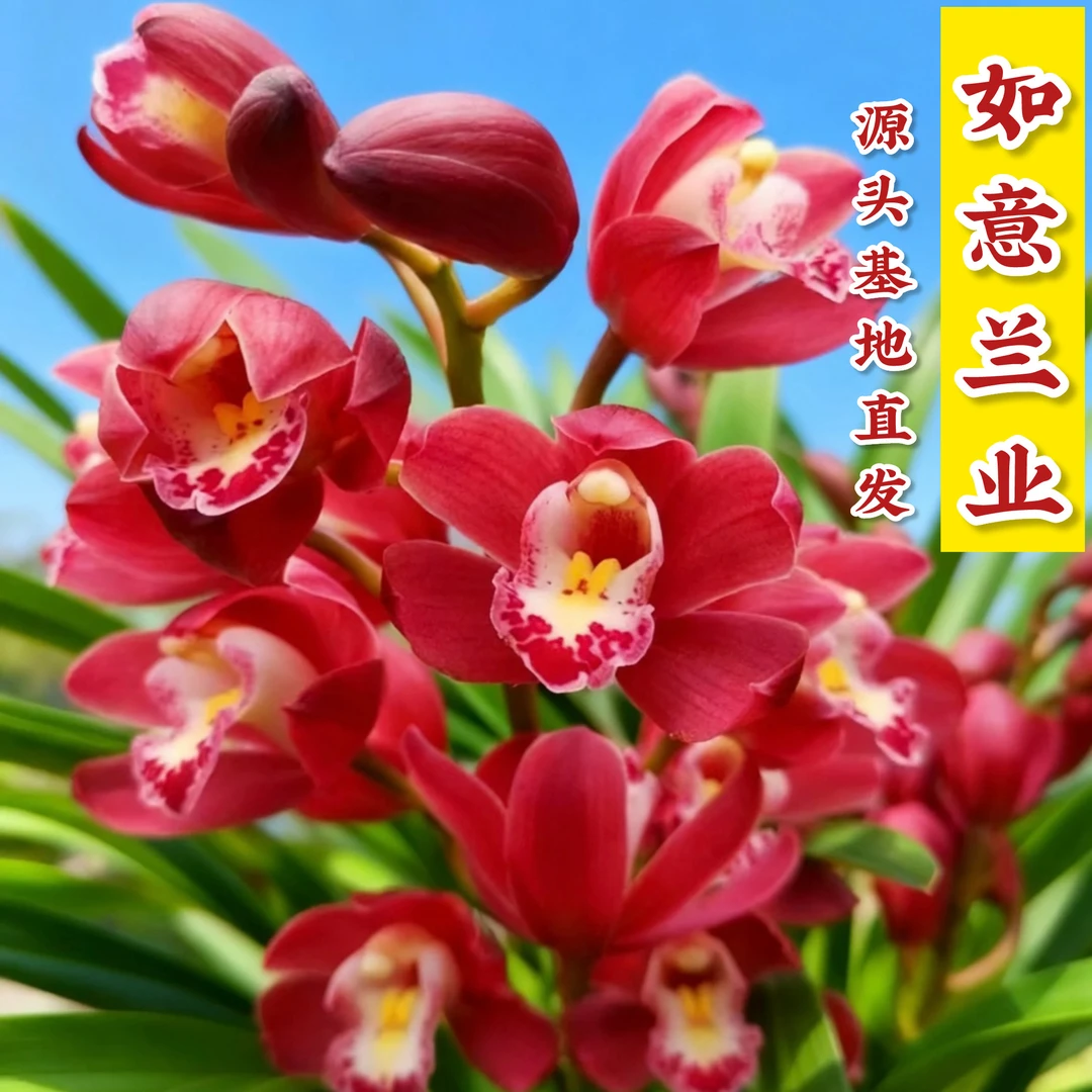 国兰名品【红宝石大爆盆带花苞发货】室内高端精品兰花香味浓花期长