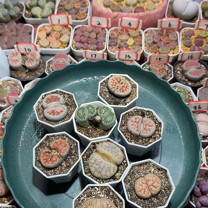 福利生石花2:：：。生。 535号