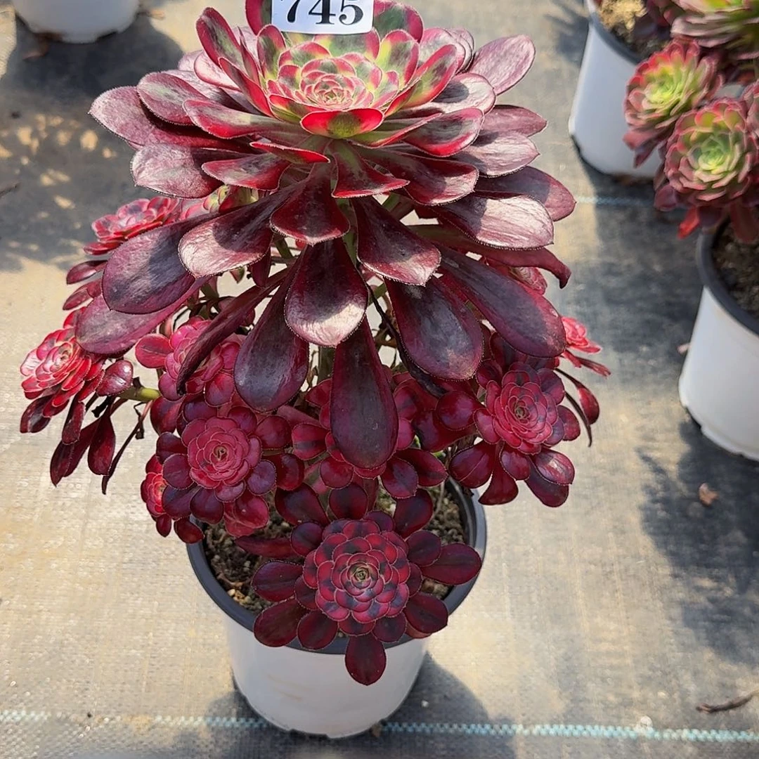 任****拿745香奈儿法师锦福利半木桩