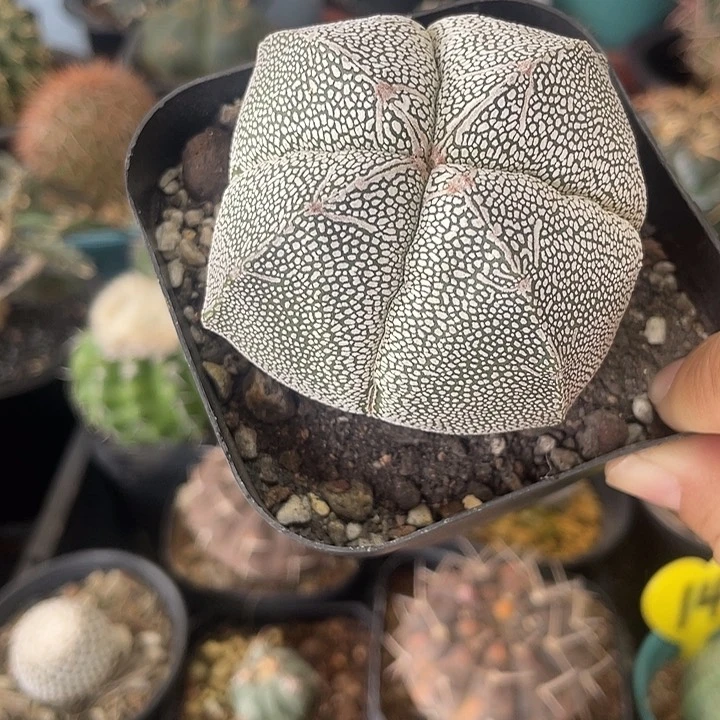 实生恩冢鸾凤玉仙人球