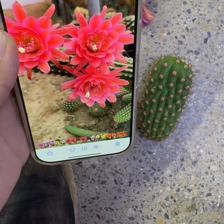 245金妞爱伯恩宝无根侧牙6公分左右，20包邮