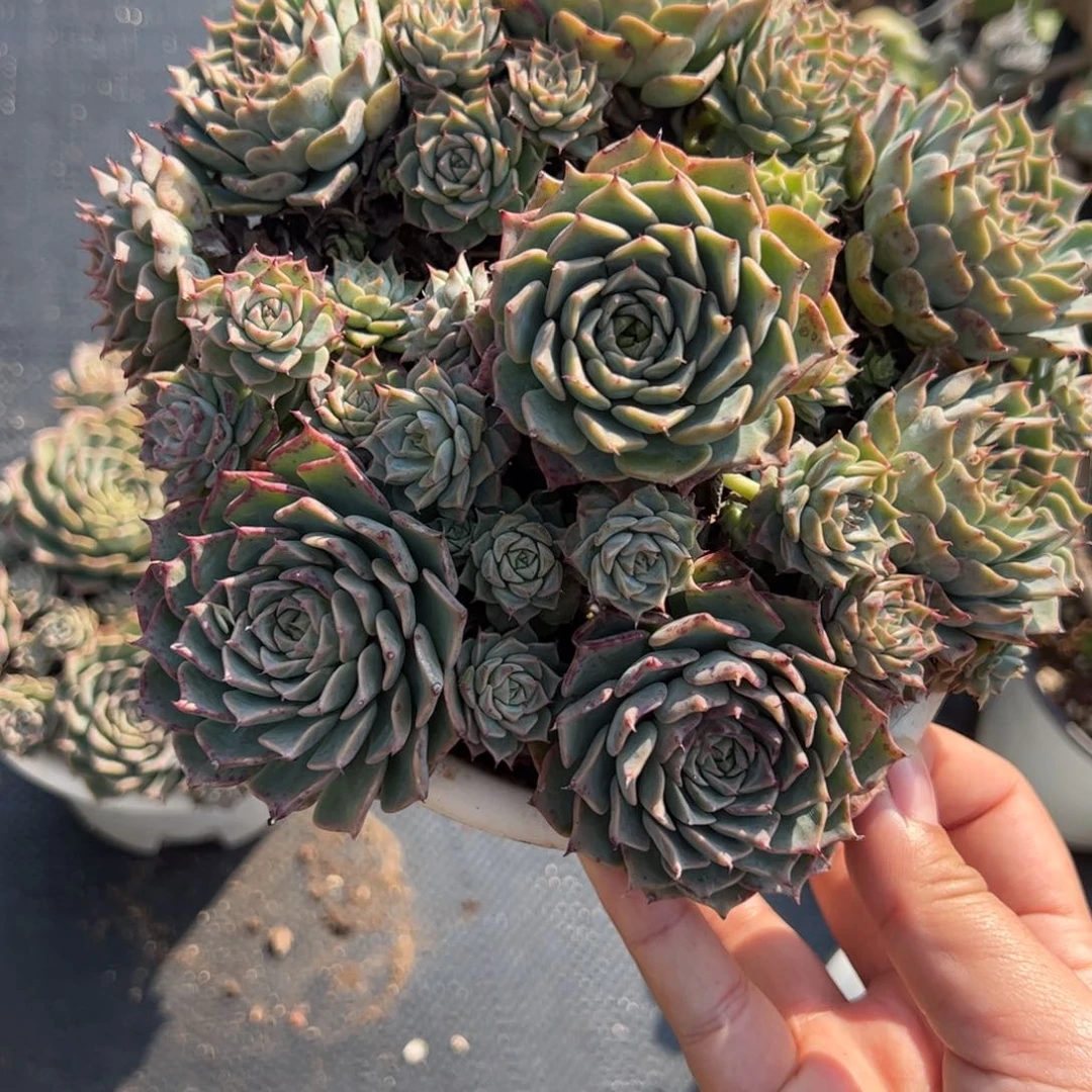 原始海滨格瑞带盆土，160杯