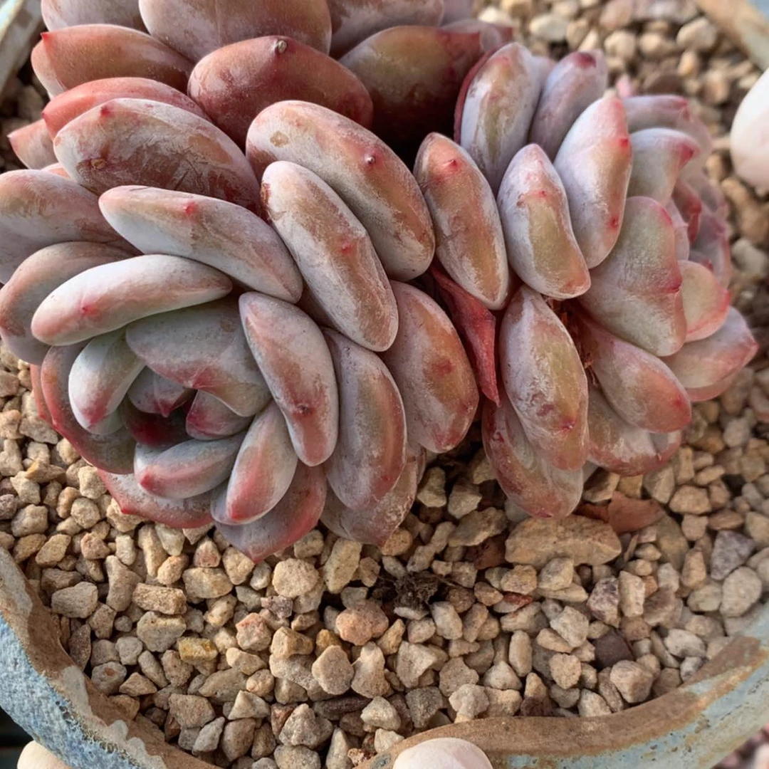 【闪购商品】*️****哈哈哈哈