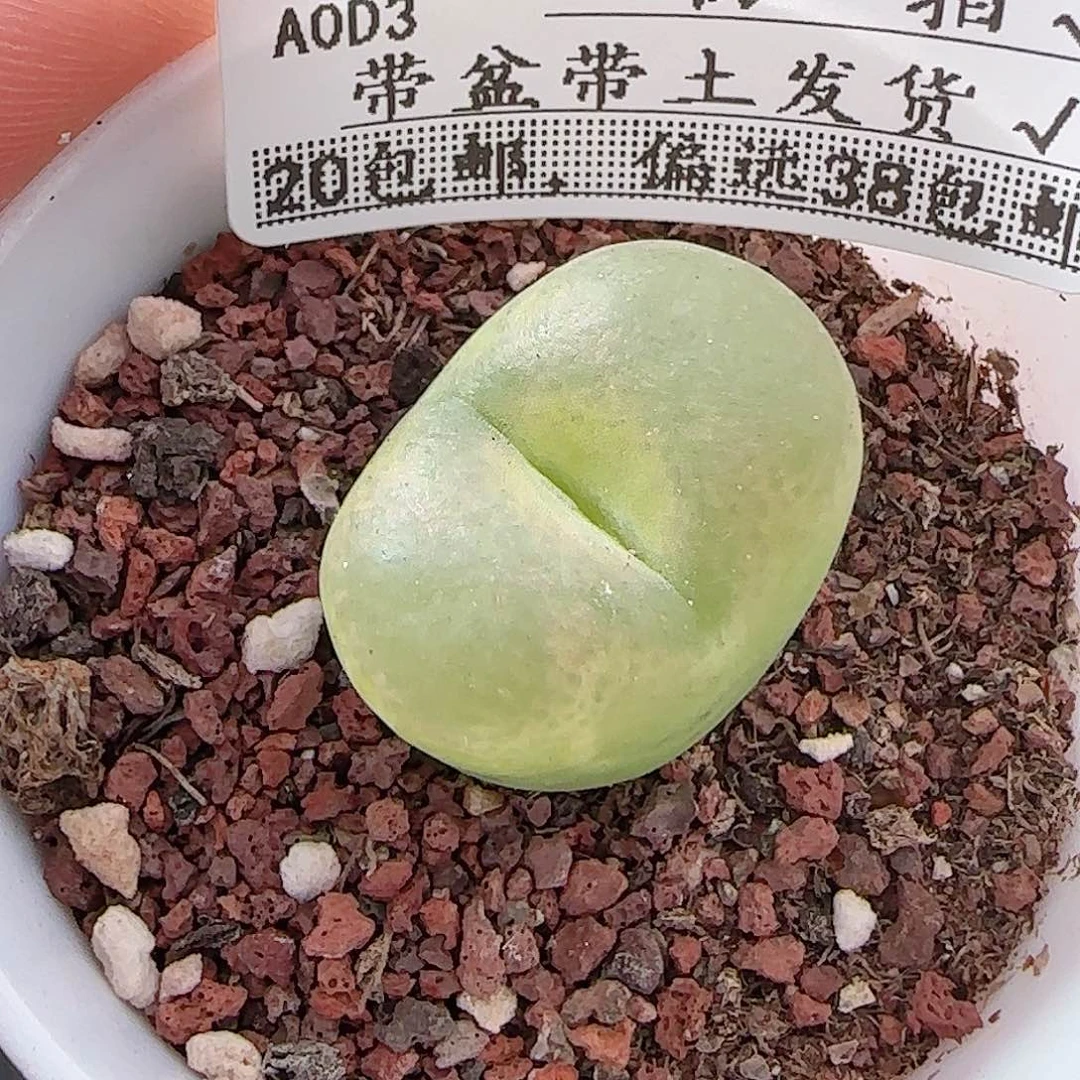 多肉A0A0--34毛汗尼