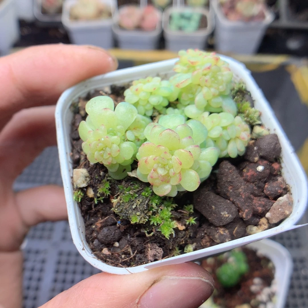 半****无花朵Q88yyyyyyyy