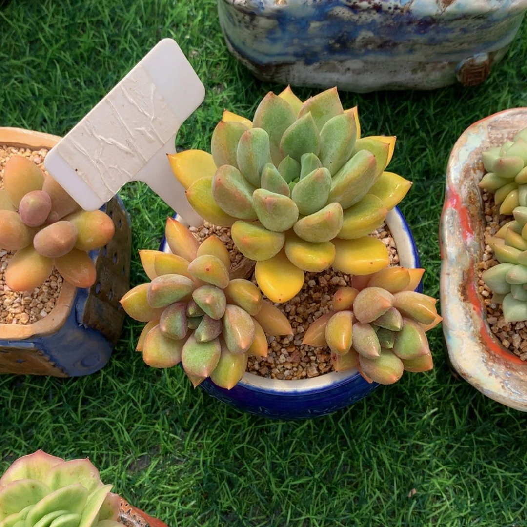 夏***岁红象牙duoriuxhiwu562622